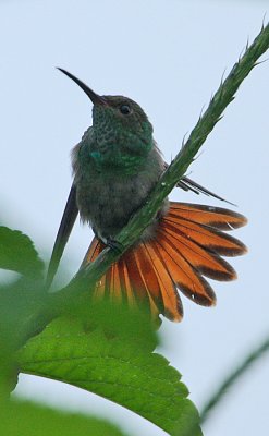 Rufous-tailed Hummingbird (Amazilia tzacatl)
