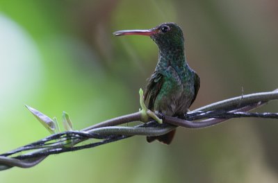 Rufous-tailed Hummingbird (Amazilia tzacatl)