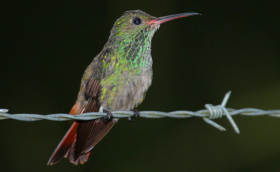 Rufous-tailed Hummingbird (Amazilia tzacatl)
