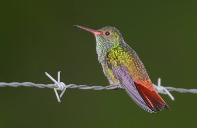 Rufous-tailed Hummingbird (Amazilia tzacatl)