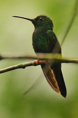 g3/92/811692/3/102516982.mQiY8GM0.jpg