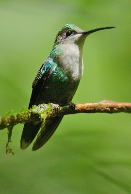 Violet-crowned Woodnymph (Thalurania colombica) female