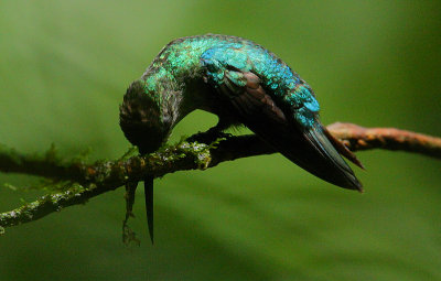 Violet-crowned Woodnymph (Thalurania colombica) female