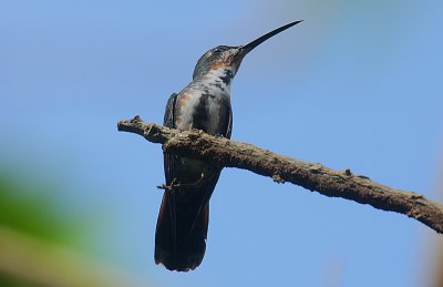 Green-breasted Mango (Anthracothorax prevostii) female