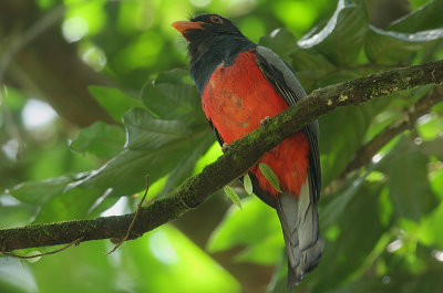 Slaty-tailed Trogon (Trogon massena) male