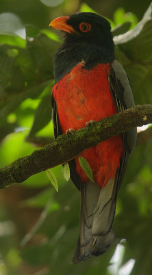 Slaty-tailed Trogon (Trogon massena) male