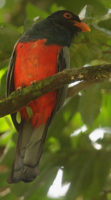 Slaty-tailed Trogon (Trogon massena) male