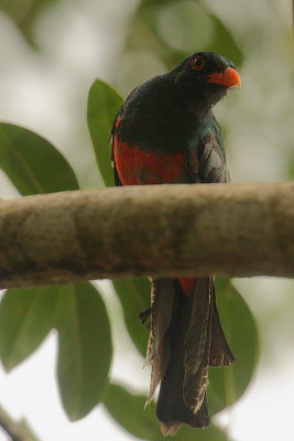 Slaty-tailed Trogon (Trogon massena) male
