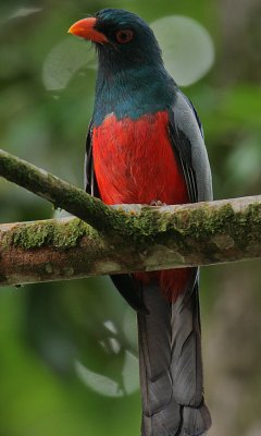 Slaty-tailed Trogon (Trogon massena) male