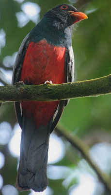 Slaty-tailed Trogon (Trogon massena) male