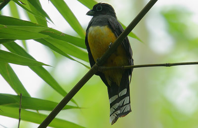 Black-headed Trogon (Trogon melanocephalus) female