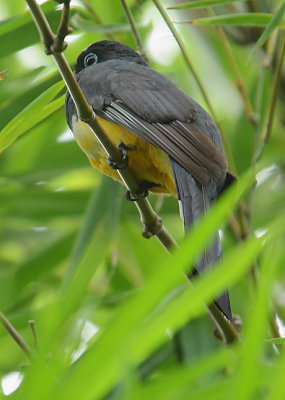 Black-headed Trogon (Trogon melanocephalus)