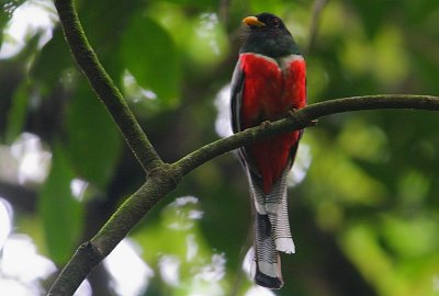 Elegant Trogon (Trogon elegans) male