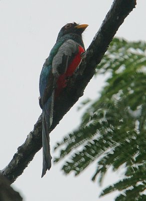 Elegant Trogon (Trogon elegans) male