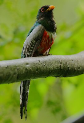 Elegant Trogon (Trogon elegans) in the rain