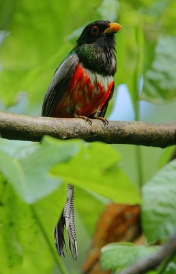 Elegant Trogon (Trogon elegans) with wet plumage