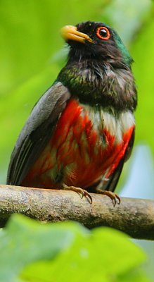 Elegant Trogon (Trogon elegans) with wet plumage