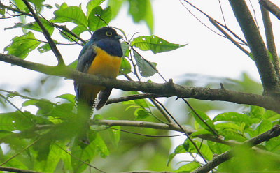 Violaceous Trogon (Trogon violaceus) male