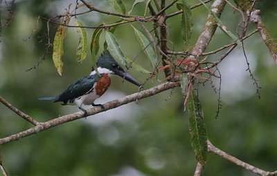 Amazon Kingfisher (Chloroceryle amazonica) male