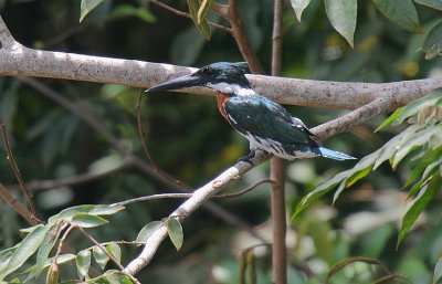 Amazon Kingfisher (Chloroceryle amazonica) male