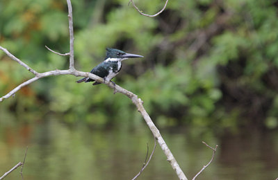 Amazon Kingfisher (Chloroceryle amazonica) female