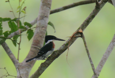 Green Kingfisher (Chloroceryle americana) male