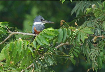 Ringed Kingfisher (Ceryle torquatus) female