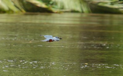 Ringed Kingfisher (Ceryle torquatus) in flight