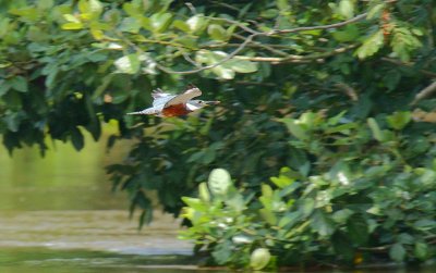 Ringed Kingfisher (Ceryle torquatus) in flight