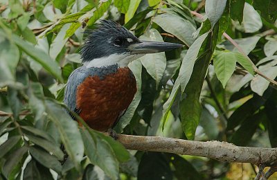 Ringed Kingfisher (Ceryle torquatus) male