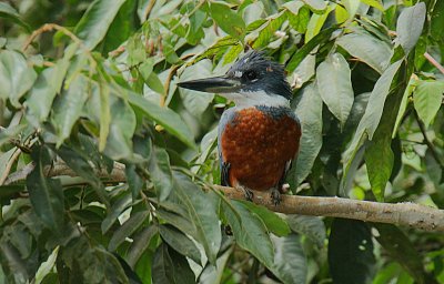 Ringed Kingfisher (Ceryle torquatus) male