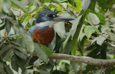Ringed Kingfisher (Ceryle torquatus) male