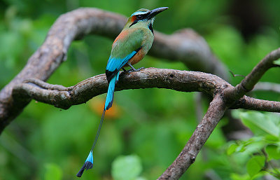 Turquoise-browed Motmot (Eumomota superciliosa)