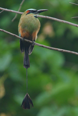 Turquoise-browed Motmot (Eumomota superciliosa)