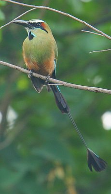 Turquoise-browed Motmot (Eumomota superciliosa)