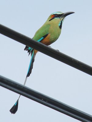 Turquoise-browed Motmot (Eumomota superciliosa)