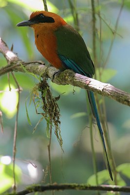 Rufous Motmot (Baryphthengus martii)