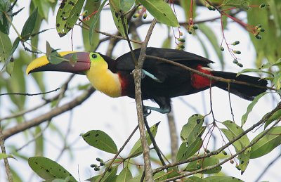 Chestnut-mandibled Toucan (Rhamphastos swainsonii)