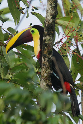 Chestnut-mandibled Toucan (Rhamphastos swainsonii)
