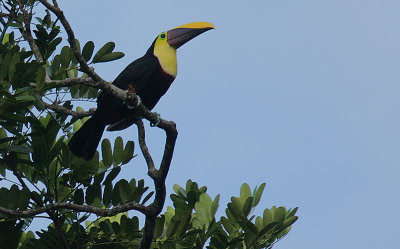 Chestnut-mandibled Toucan (Rhamphastos swainsonii)
