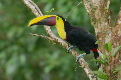 Chestnut-mandibled Toucan (Rhamphastos swainsonii)