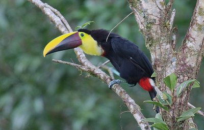 Chestnut-mandibled Toucan (Rhamphastos swainsonii)