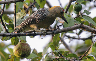 Hoffmanns Woodpecker (Melanerpes hoffmannii)