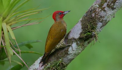 Rufous-winged Woodpecker (Piculus simplex) male