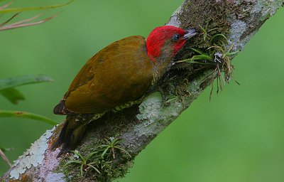 Rufous-winged Woodpecker  (Piculus simplex) male