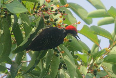 Black-cheeked Woodpecker (Melanerpes pucherani) male