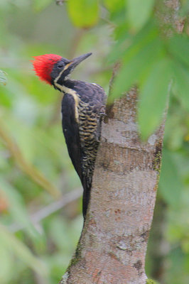 Lineated Woodpecker  (Dryocopus lineatus) female