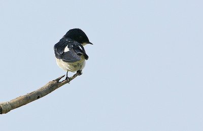 Pied-winged Swallow( Hirundo leucosoma)