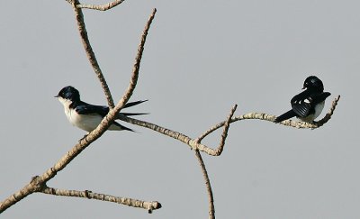 Pied-winged Swallows (Hirundo leucosoma)