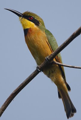 Kingfishers, Bee-eaters, Rollers & Wood Hoopoes.